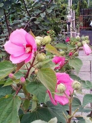 продаю травянистые  гибискусы