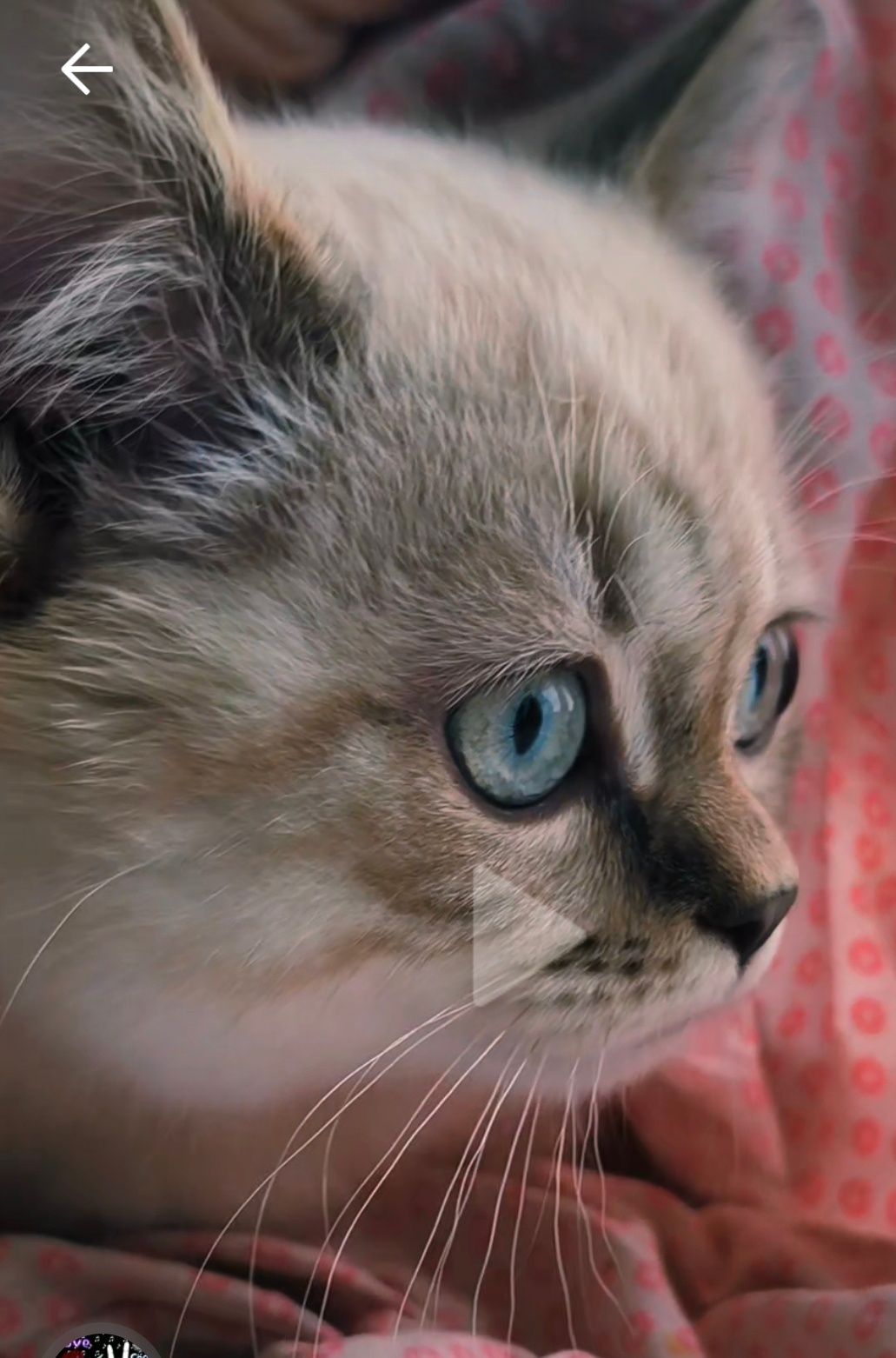 Шотландский котенок котята Линкс поинт