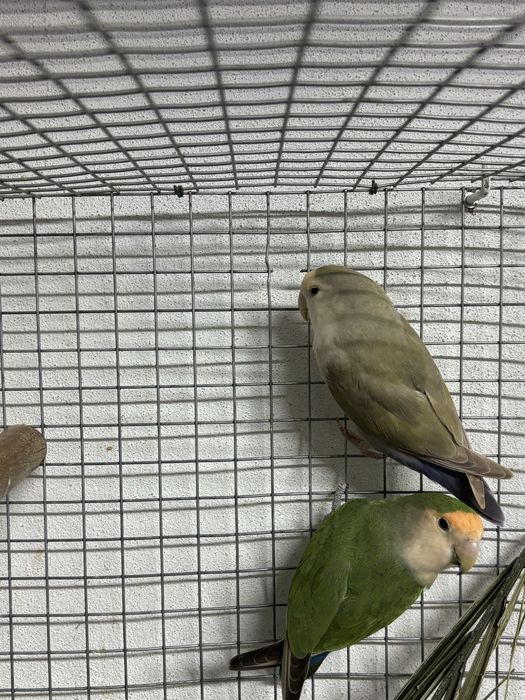 Vendo casal agapornis