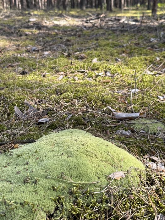 Живий та сухий лісовий мох