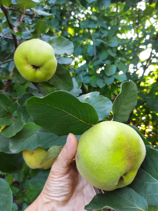 Продам Айва - саженцы