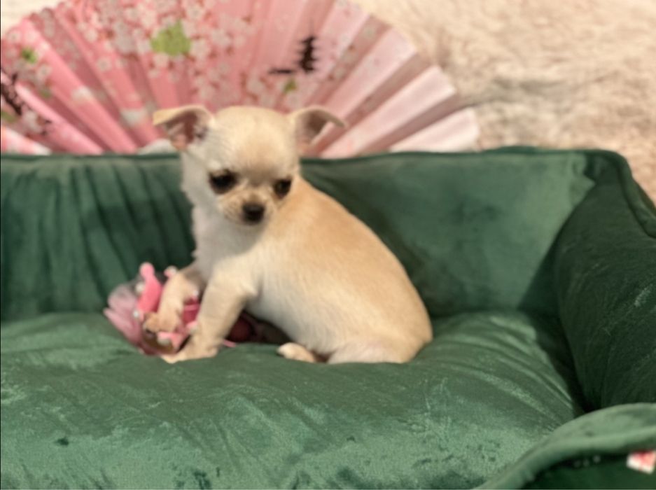 Chihuahua - z rodowodem