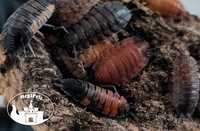 Porcellio scaber Lava Stonoga Kulanki Prosionki Skoczogonki Mrówki