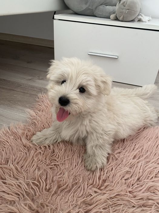 West highland white terrier szczeniaki