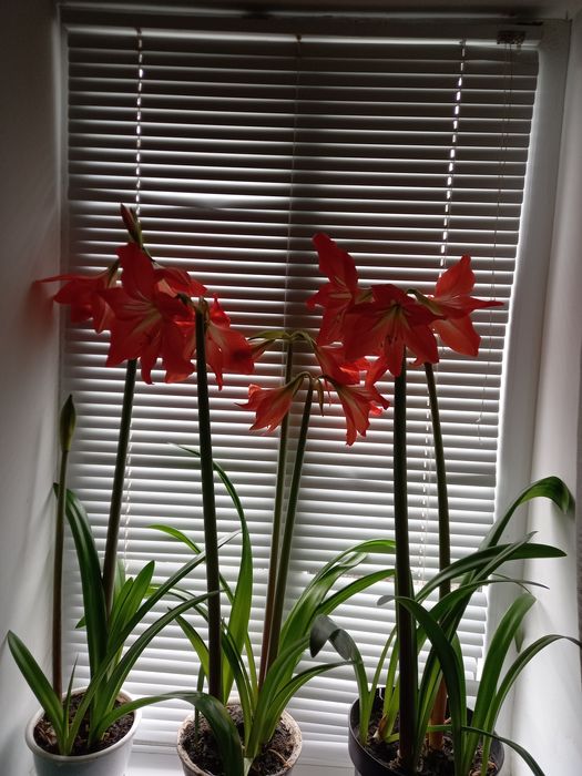 Гиппеаструм гибридний