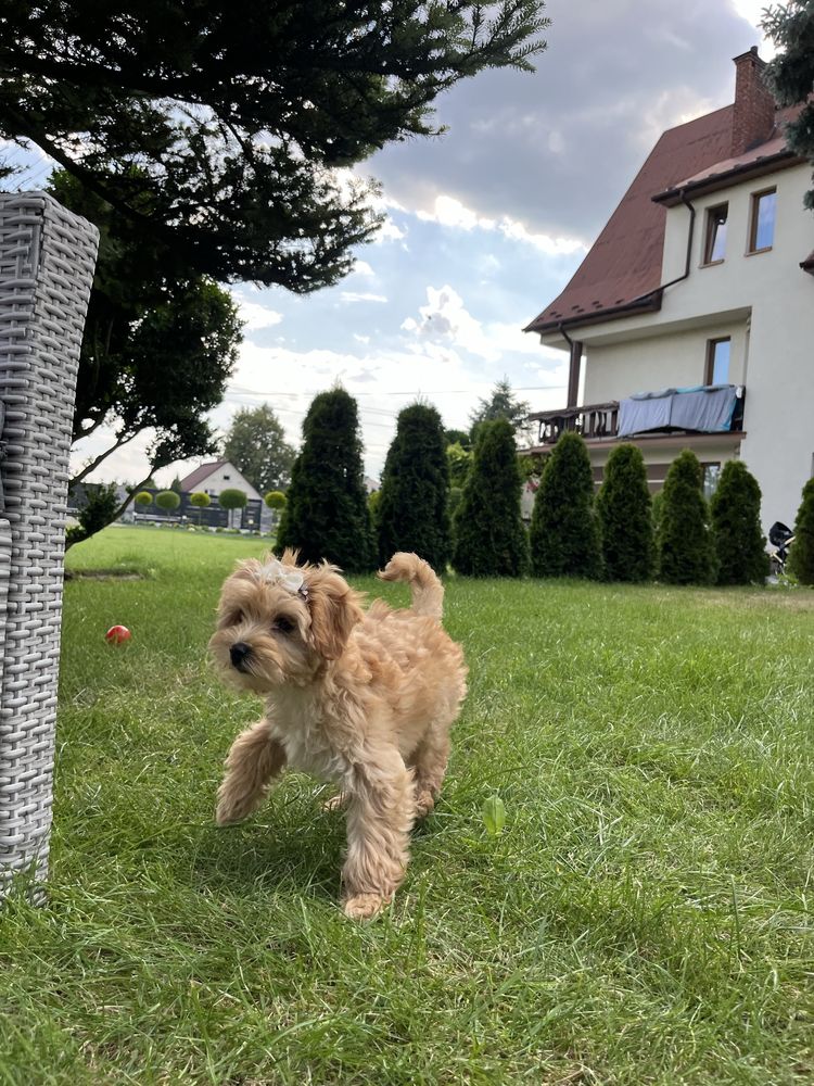 Cudowna suczka maltipoo do odbioru