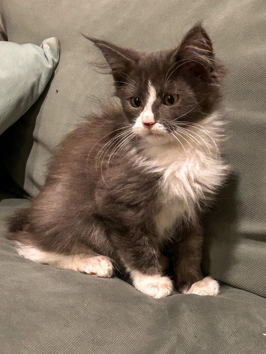 Dostojny Kocurek Maine Coon