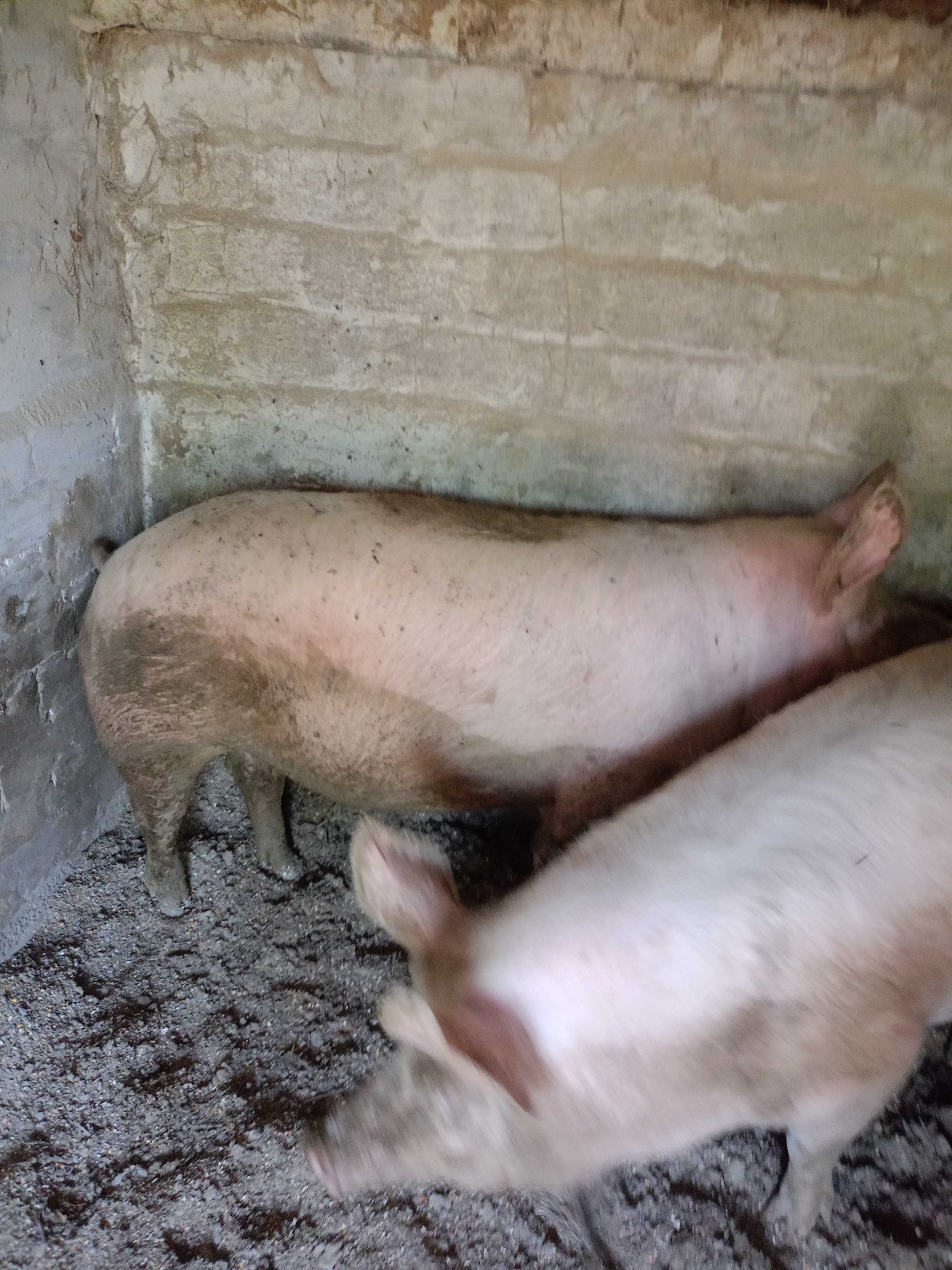 Домашні свині живою вагою!