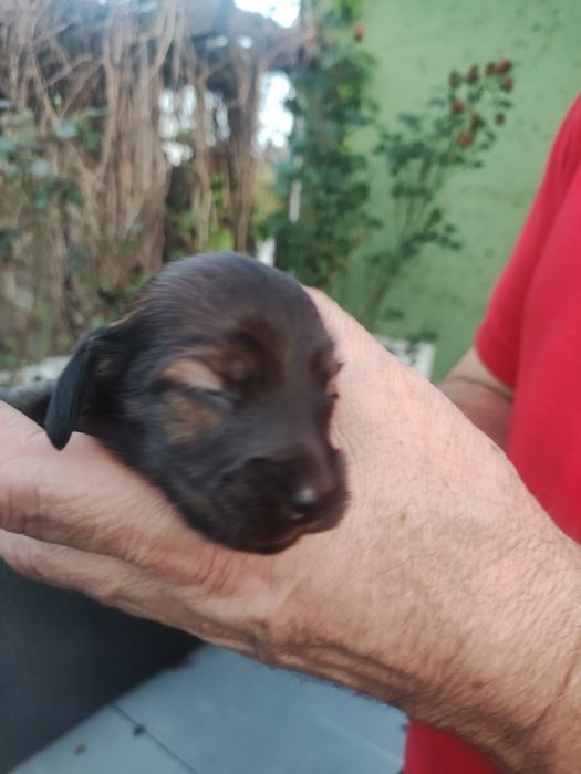 Jamniczka długowlosa królicza/ miniaturowa