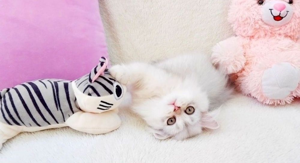 Чудова дівчинка Срібна красуня шиншилка