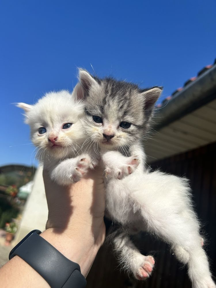 Віддам в хороші руки котиків безкоштовно