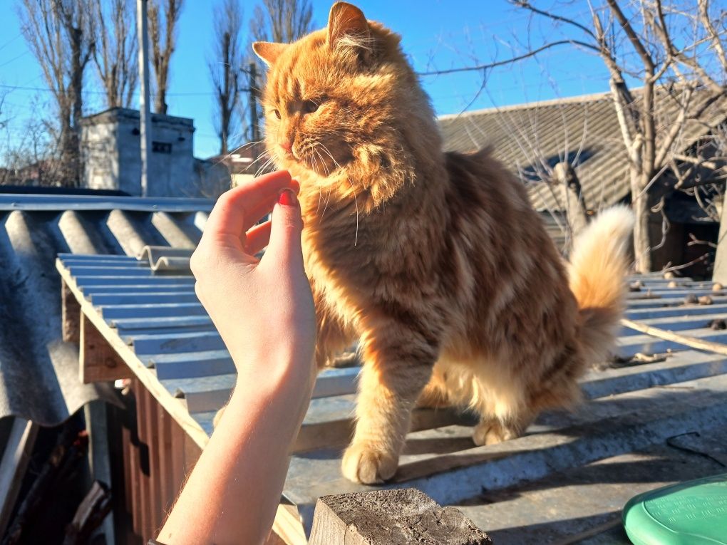 Кошенята шукають родину
