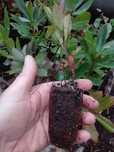 Medronheiros para plantar