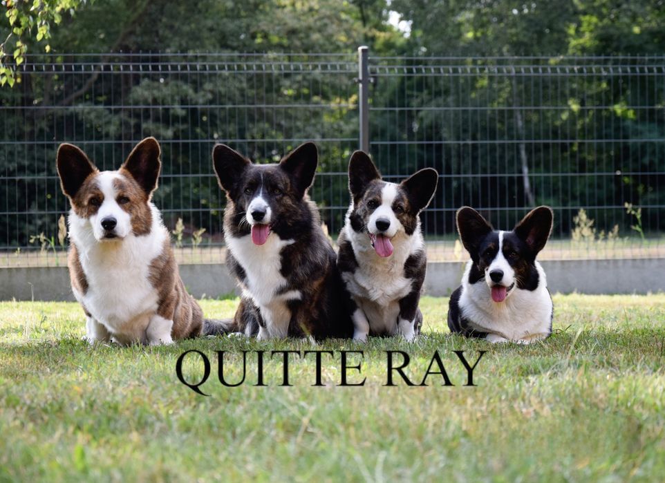 Planowany miot wiosna 2026 Welsh Corgi!