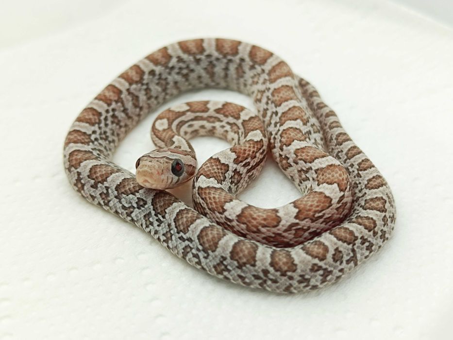 Wąż zbożowy / Ultramel Cinder / Świetne odmiany węży dla każdego! .