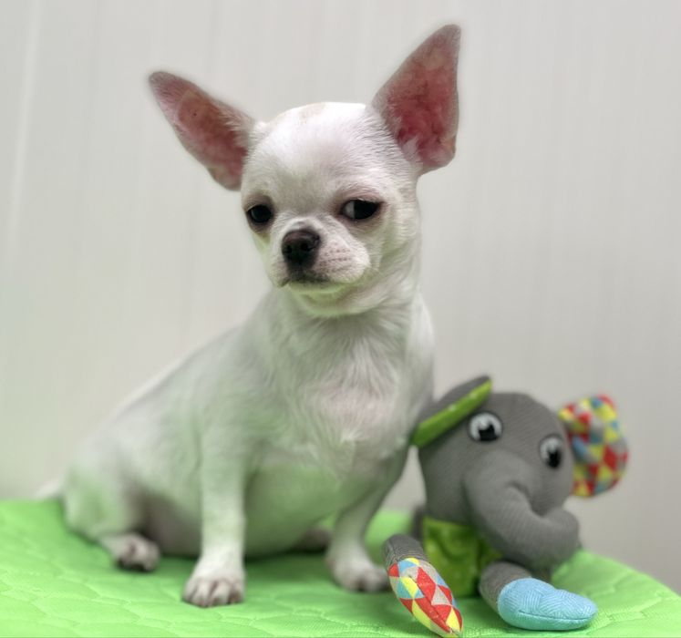 Chihuahua Femea disponivel