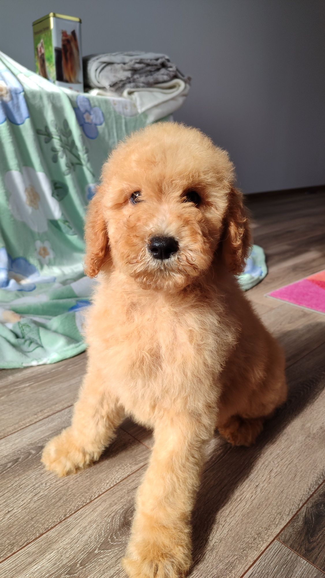 Goldendoodle F1b
