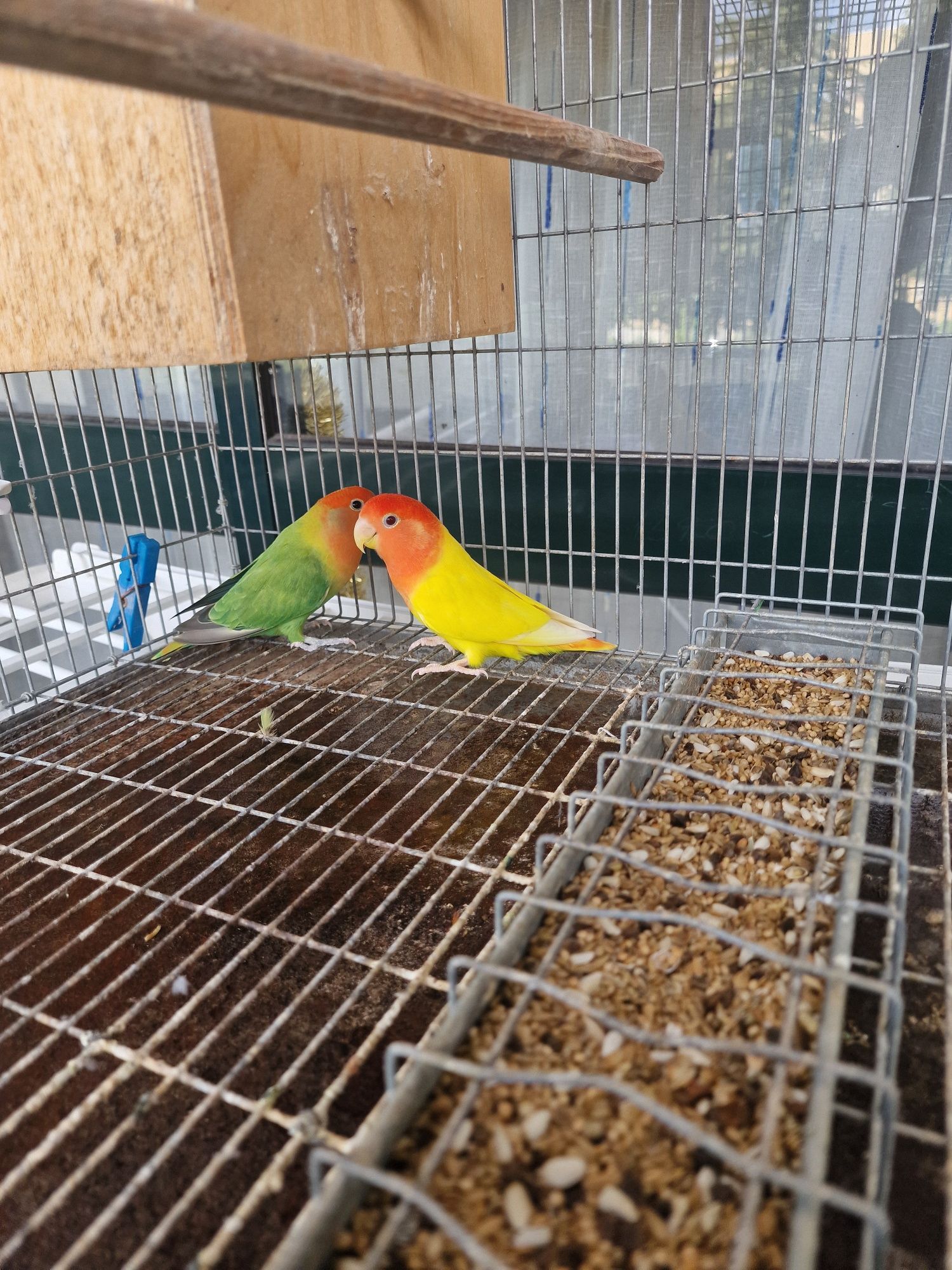 Casal de agapornis com gaiola!