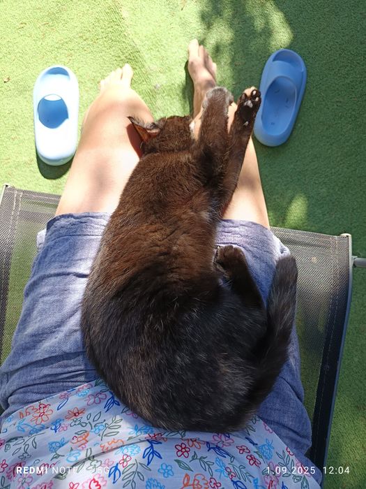 Bułeczka - piękna szylkretka szuka domku