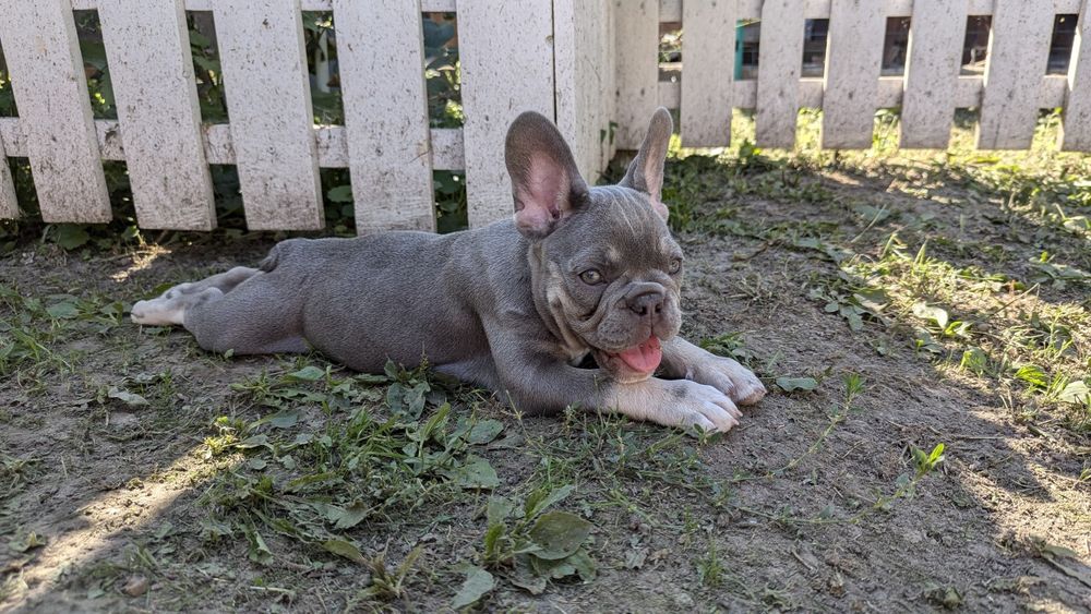 Цуценята французького бульдога