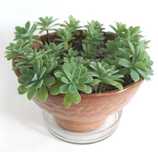 Продам Очиток Палмера (Sedum palmeri), 23 ростка в керамическом вазоне