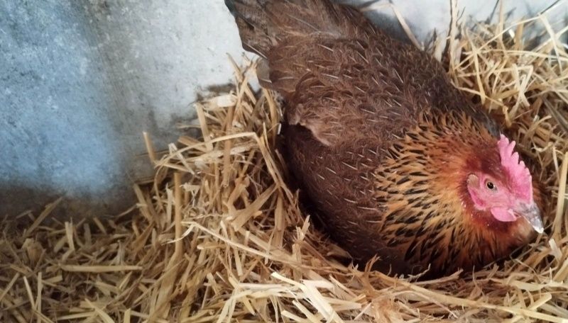 Jaja wiejskie jajka od szczęśliwych kurek ekologiczne zdrowe jaja