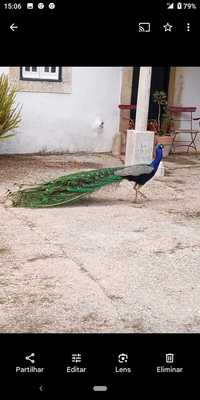 Vendo casal de pavão azul com tres anos