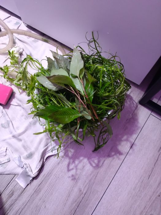 Zestaw roślin do akwarium