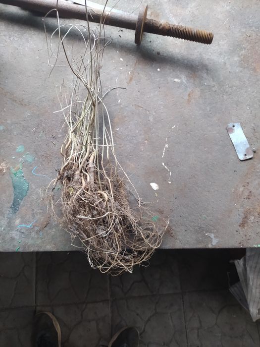 Сажанцы розовой Аморфы,мед, пчелы,пчеловодство