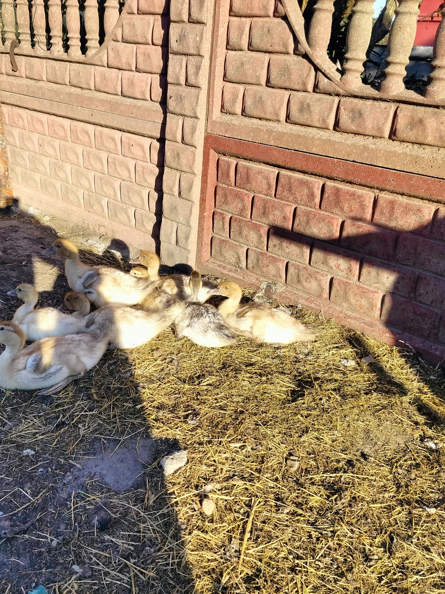 Sprzedam kaczaki  francuskie