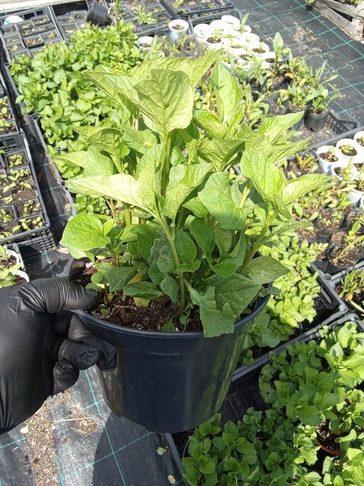 Miechunka rozdęta bardzo duża sadzonka