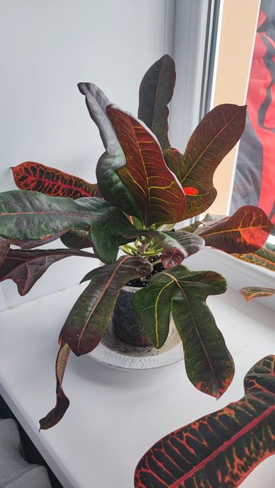 Кімнатна рослина Кротон