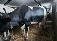Krowy mleczne likwidacja stada hf