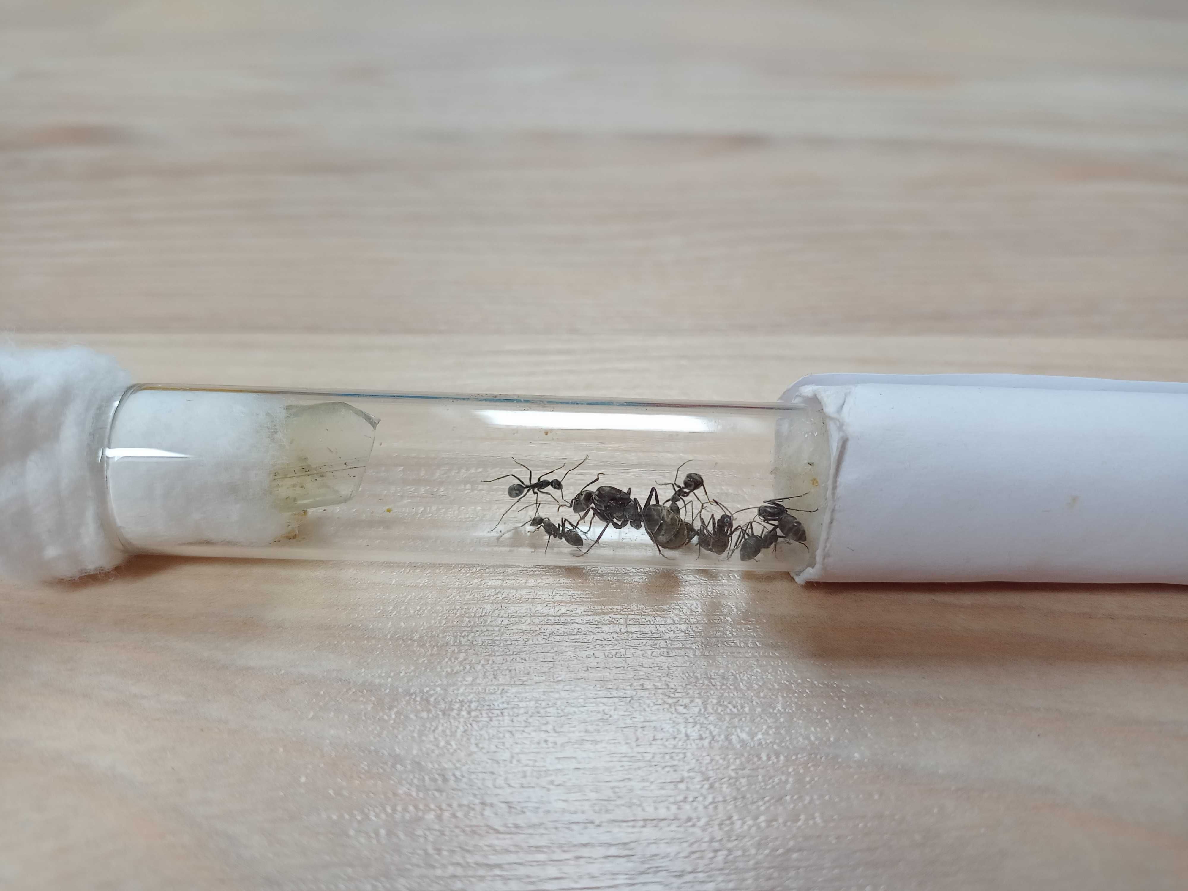 Camponotus rufoglaucus