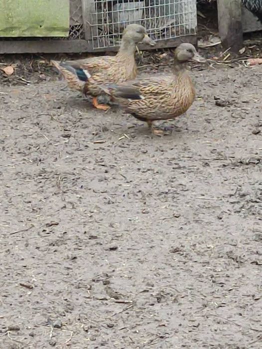 Підсадні качки..