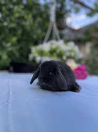 Найменші карликові кролики