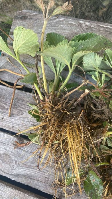 Sadzonki truskawek późnej i powtarzajacej