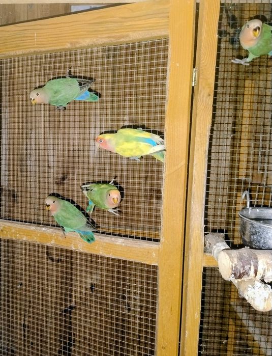 Papuga Nierozłączka czerwonoczelna 5szt