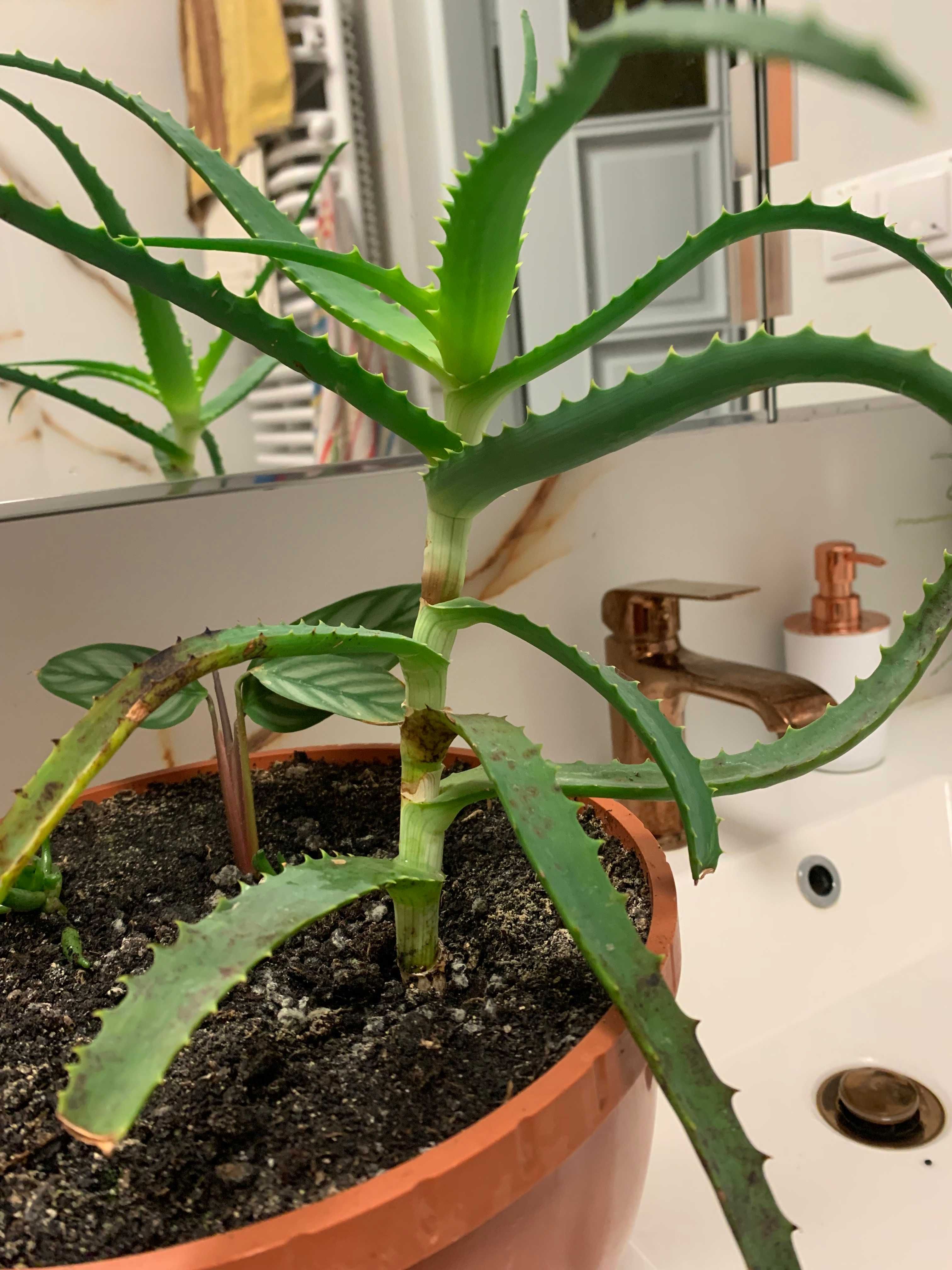 Aloes drzewiasty leczniczy sukulent ozdoba sadzonka