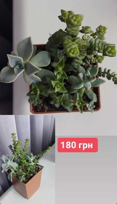 Сокуленти,  ехеверії, седум, шавіана