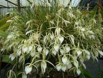 Brassavola flagellaris (orquidea perfumada)