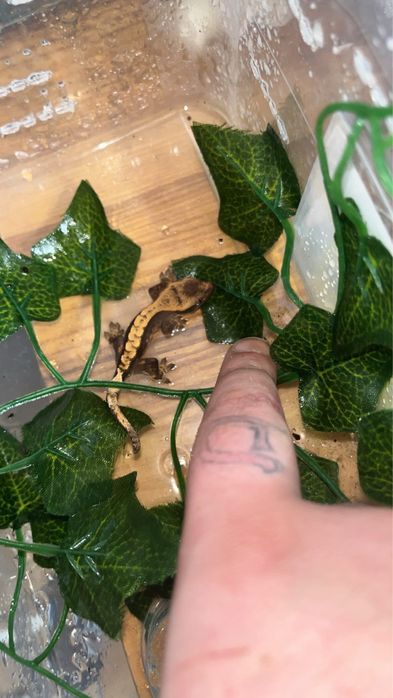 Gekon orzęsiony rozne