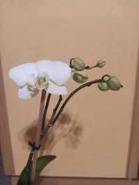 Орхідея квітка вазони рослини зелень