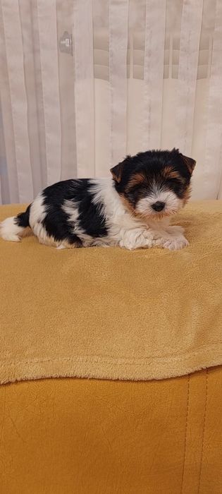 Piesek Yorkshire terrier Biewer