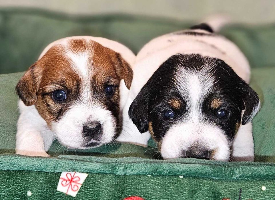 Jack Russell Terrier FCI ZKwP