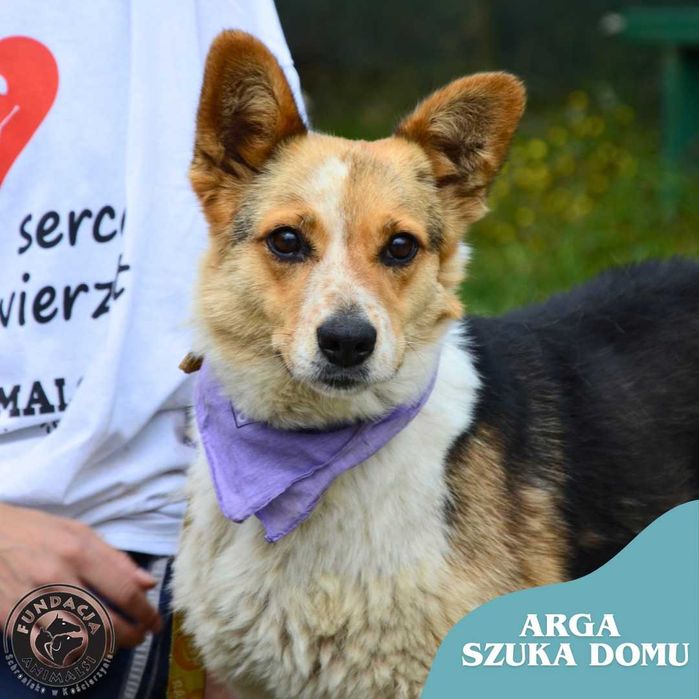 Arga suczka szuka domu