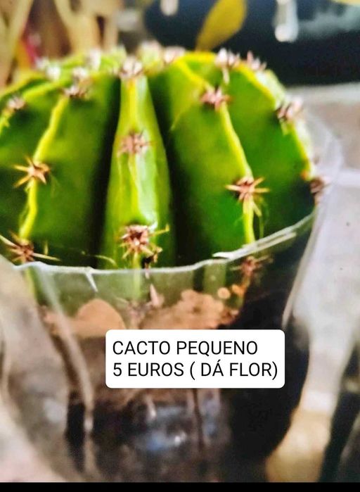 Cactos individuais pequenos ( dá flor) como se vê no vaso grande
