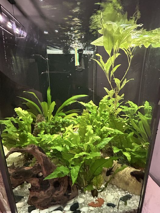 Aquario,plantas,peixes e motor