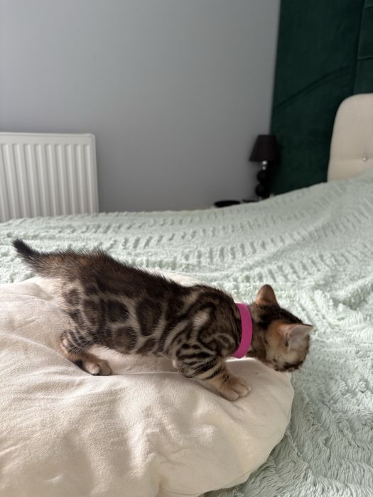 Koteczka bengalska Chilli z Rodowodem FPL