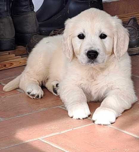golden retriever